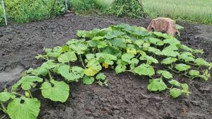 Рассада гигантской тыквы почти после 2 месяцев роста. Опыление тыквы. Огород.