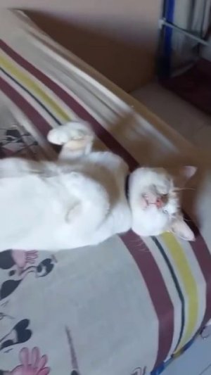 #юмор #прикол #приколы #угар #ржака #ржач #смех #смешно #кот #котики #животные #милота #весело #яппи
