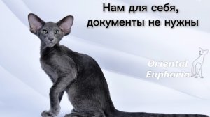 Котята без документов! 
Что скрывается за этим….