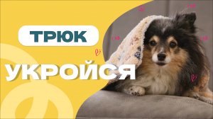 ПРОСТОЙ ТРЮК: УКРОЙСЯ -  собака укрывается, собака накрывается одеялом