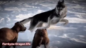 Питбули Dragon life | Питбули и Волки, отважная Банда