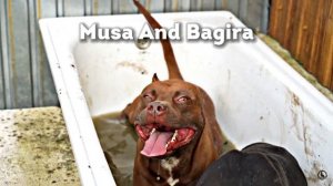 Фотосессия Питбулей с Канала «Питбули Dragon Life». Musa,Bagira,Kimi,Arab,Spike,Kiyara.