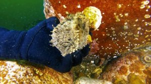 Ахлестышева