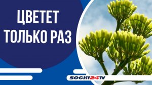 Цветущие агавы на Горького стали новой достопримечательностью Сочи