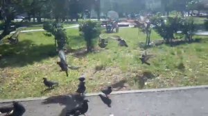 Шпиц Тиша и голуби 4