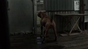 #pitbull Defender Spike Dragon life. @DragonlifeAgop