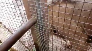 OWSL5957Шерхан Игры 21.07.2025 Видео от опекуна Светланы
