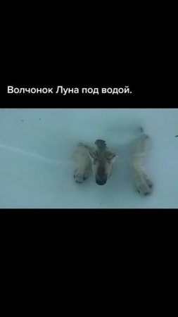 Вспомним, маленькая волчица луна  #pitbull #wolfcales #dog #blackwolf #dragonlife #wolf