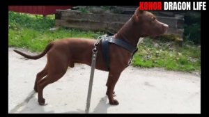 #pitbull Konor Dragon Life @DragonlifeAgop
