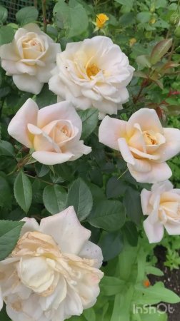 Роза Лионс- Роуз ( Lions Rose) Флорибунда, Кордес.
