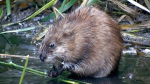 Ондатра