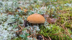 Моховик или маслёнок жёлто-бурый (Suillus variegatus). Как выглядит гриб на месте произрастания.