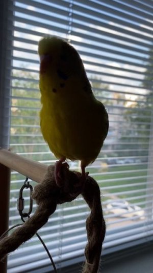 Попугайчик Рикки- забавный говорун. Ricky the parrot is a funny talker.