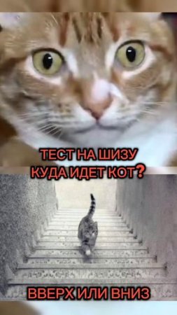 Тест на шизу #юмор #развлечения #shorts #short #video #shortvideo #reels #тест #шиза #интересно #vk