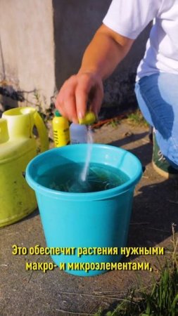 3 обязательных работы на клубнике после сбора урожая!
