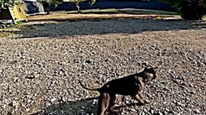 #pitbull Pitbull Arab Dragon Life. ПИТБУЛЬТЕРЬЕР АРАБ ДРАГОН ЛИФЕ @DragonlifeAgop