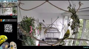 🟢 жизнь погугаев на балконе📍 | 24/7 budgie stream 🦜🦜🦜 |