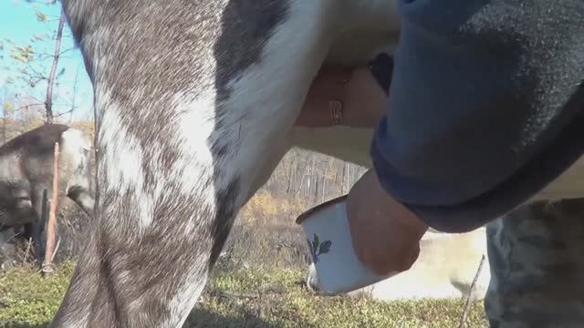Здоровье и оленье молоко При чем здесь кортик