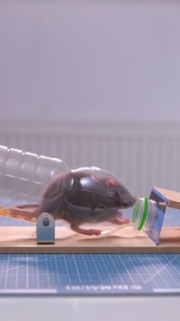 Как сделать гуманную мышеловку