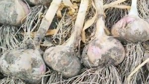 ЧЕСНОК БУДЕТ С КУЛАК. ПРАВИЛЬНАЯ ПОДКОРМКА ЧЕСНОКА. ЧАСТЬ 2