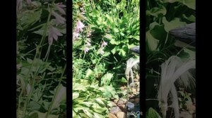 Отдыхаем на даче у подруги. Очень красивые цветы. Аппетитный шашлык.