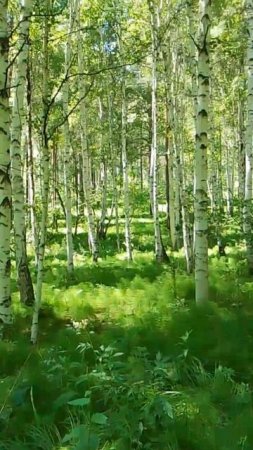 Березовая роща