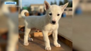 Несколько собак из мирнинского приюта нашли дом в Санкт-Петербурге и Якутске