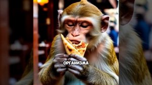 Белок,легко и базово