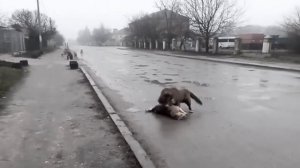 ПИТБУЛЬ УБИВАЕТ ДВОРНЯЖКУ!! Питбуль бой с Дворняжкой +18