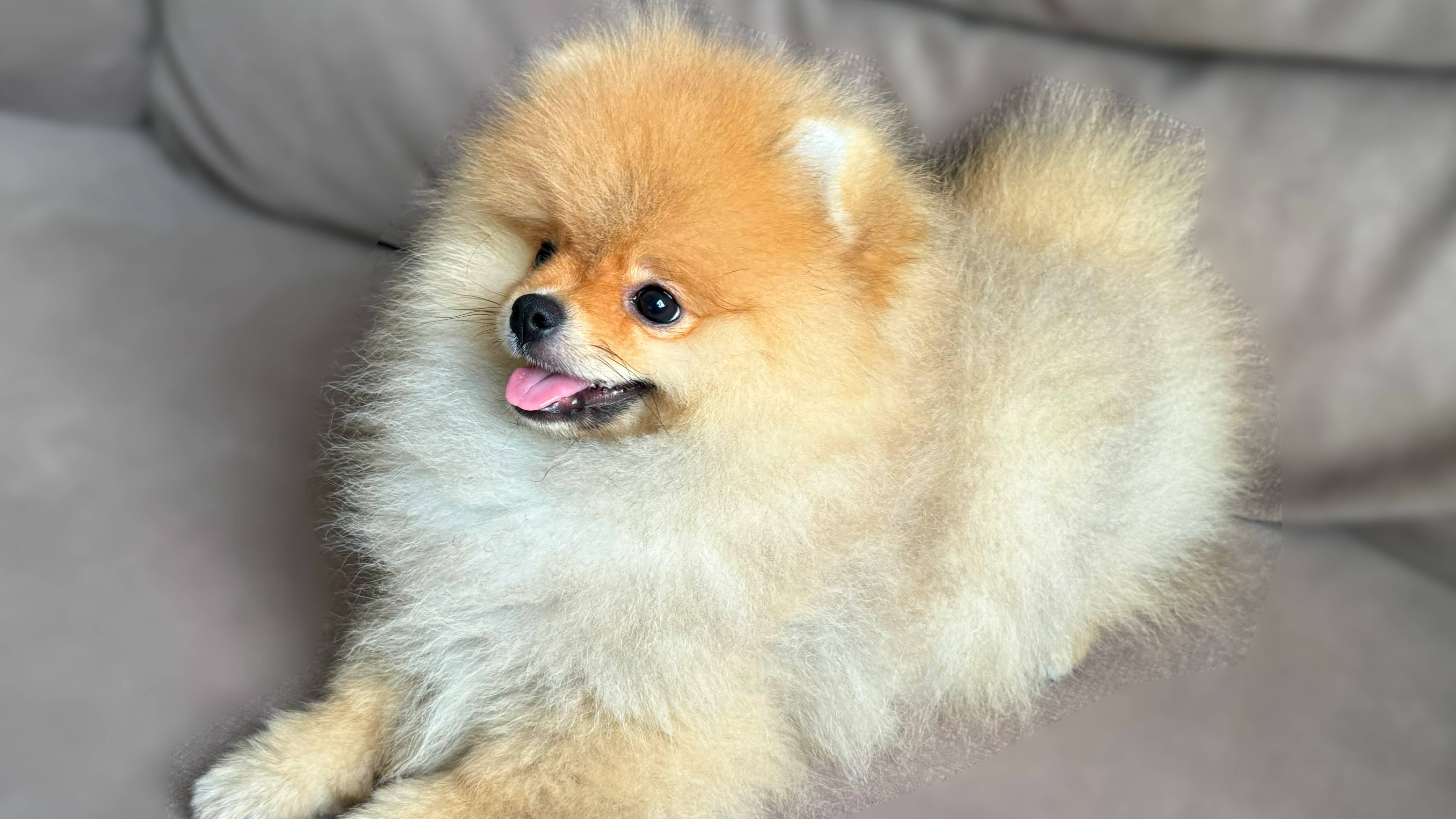 Пёс - Мальчик - Померанский шпиц смотреть онлайн