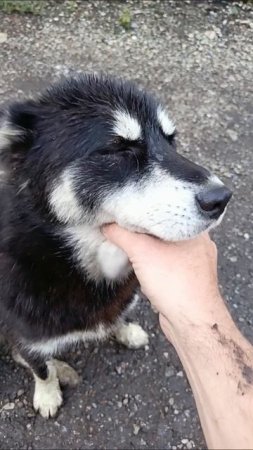 хасенька