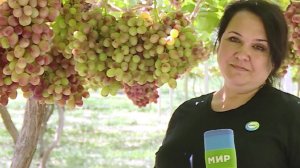 Сбор «королевского» винограда начался в Таджикистане