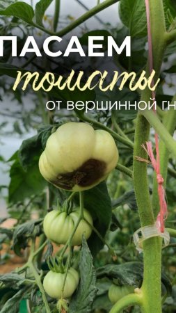 Спасаем томаты от вершинной гнили