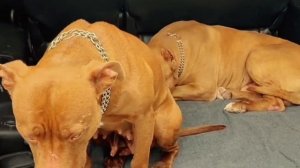 American Pitbulls Arab, Kimi, Spike, Bagira, Musa, Kiara, Mongrel kolobok | Pitbulls dragon life