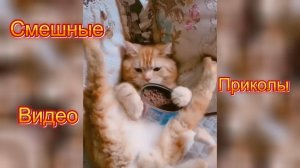 Самые смешные видео приколы|Юмор и Приколы