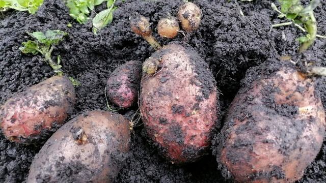 Когда копать картошку, признаки созревания