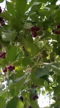 кампиракойи ВАНЧИ