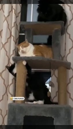 1000256857.mp4