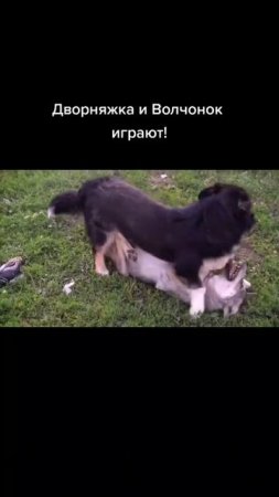 игры волка и собаки #pitbull #wolfcales #dog #wolf #blackwolf #dragonlife #shorts
