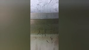 Форель в мини узв в подвале.