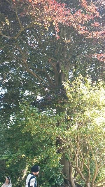 Тропический сад, Ботанический сад, Бирмингем (Tropical Garden, Botanical Gardens, Birmingham, UK)