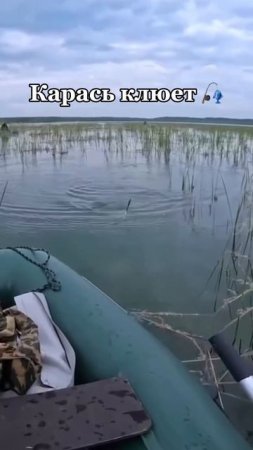 Карась клюет 🎣👍