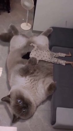 Был бы у меня такой кот...
