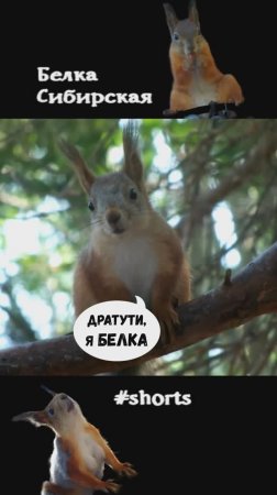 Бельчонок пришел