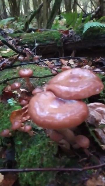 Новая волна Опят!!! Грибы пошли!!! смотреть онлайн