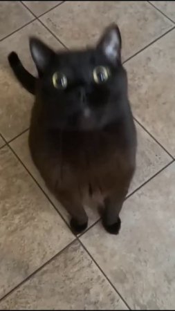 Удивительные животные !!!!