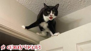 Приколы с котами! С ОЗВУЧКОЙ! Самые смешные животные!! Смешные коты с собаками!