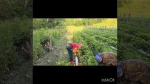 Зачистка клубники после плодоношения