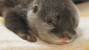 Как мои друзья спасли выдренка 🤗🦦🦫