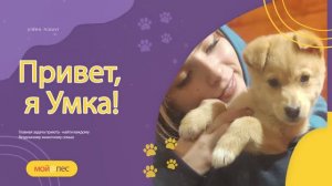 Привет, я Умка!🐕 Меня взяли из приюта.